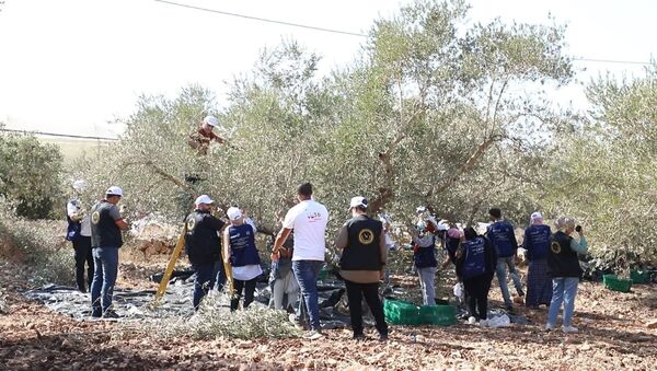 حملة مساعدة المزارعين في قطف الزيتون قرب المستوطنات الإسرائيلية - سبوتنيك عربي