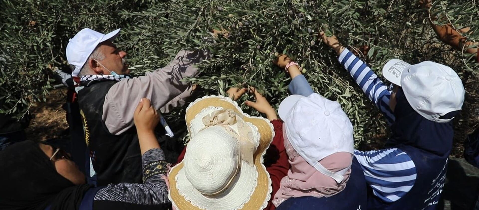 حملة مساعدة المزارعين في قطف الزيتون قرب المستوطنات الإسرائيلية - سبوتنيك عربي, 1920, 29.08.2021
