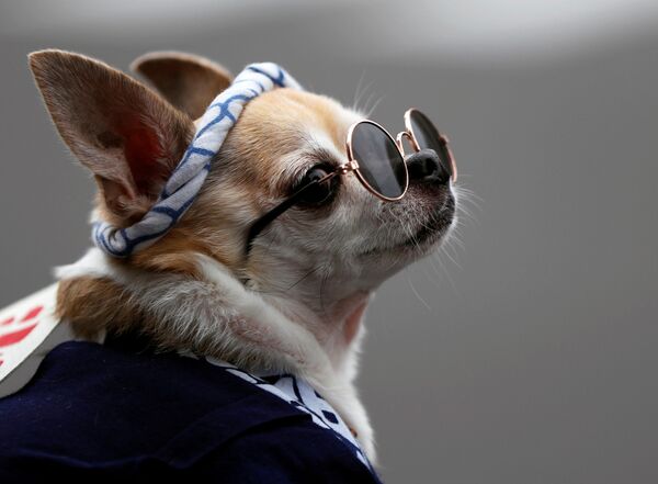 كلب يرتدي زيا ونظارة خلال مهرجان سنجا ماتسوري (مهرجان الأضرحة الثلاثة) وهو من أكبر المهرجانات التقليدية في اليابان في شهر مايو/ أيار، وتم تأجيله إلى أكتوبر بسبب فيروس كورونا، طوكيو،18 أكتوبر 2020 - سبوتنيك عربي