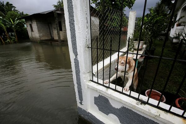 كلب داخل منزل في حي تضرر من الفيضانات بسبب إعصار إيتا في تيلا، هندوراس، 3 نوفمبر 2020 - سبوتنيك عربي