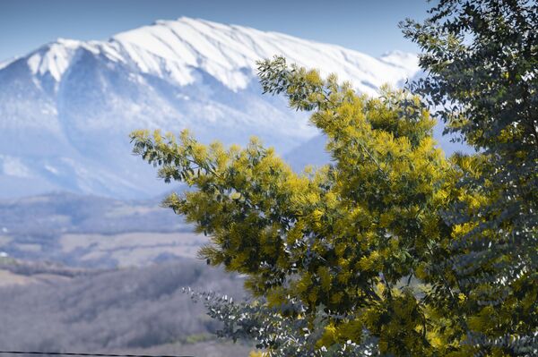 شجرة الميموزا (المُسْتَحِيَة) على خلفية الجبال المغطاة بالثلوج في سوتشي - سبوتنيك عربي
