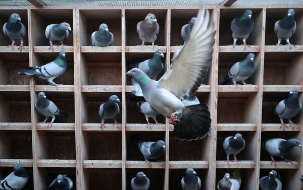 Голуби на бельгийском аукционе гоночных голубей Pipa в Кнесселаре - سبوتنيك عربي