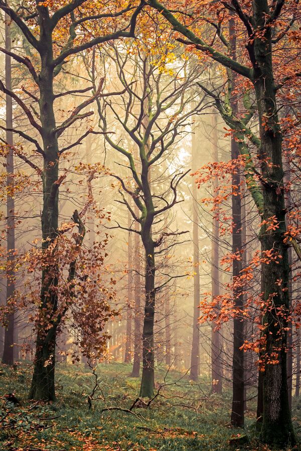 صورة بعنوان أشجار مورتيمرز، للمصور البريطاني ديفيد ج. جونز، الذي دخل ضمن ترشيحات أفضل صور نوب 101 من المسابقة الدولية لمصور المناظر الطبيعية لعام 2020 - سبوتنيك عربي