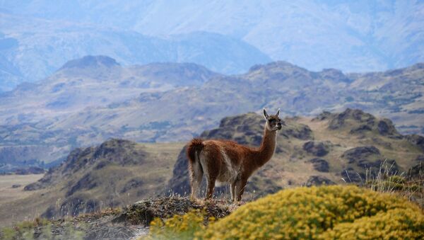 جبال باتاغونيا في تشيلي تفوز بلقب أفضل وجهة للطبيعة الخضراء في العالم لعام 2020 - سبوتنيك عربي