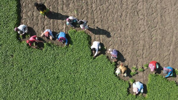 صورة أرشيفية..  عمال في حقل زراعي في كارانيغونج بضواحي دكه في بنغلاديش، 30 نوفمبر 2020 - سبوتنيك عربي
