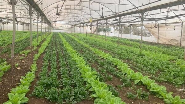مزرعة حاكورتنا بالضفة الغربية بفلسطين، المزرعة الصديقة للبيئة - سبوتنيك عربي
