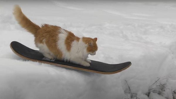 قطة تركب سنوبورد - سبوتنيك عربي