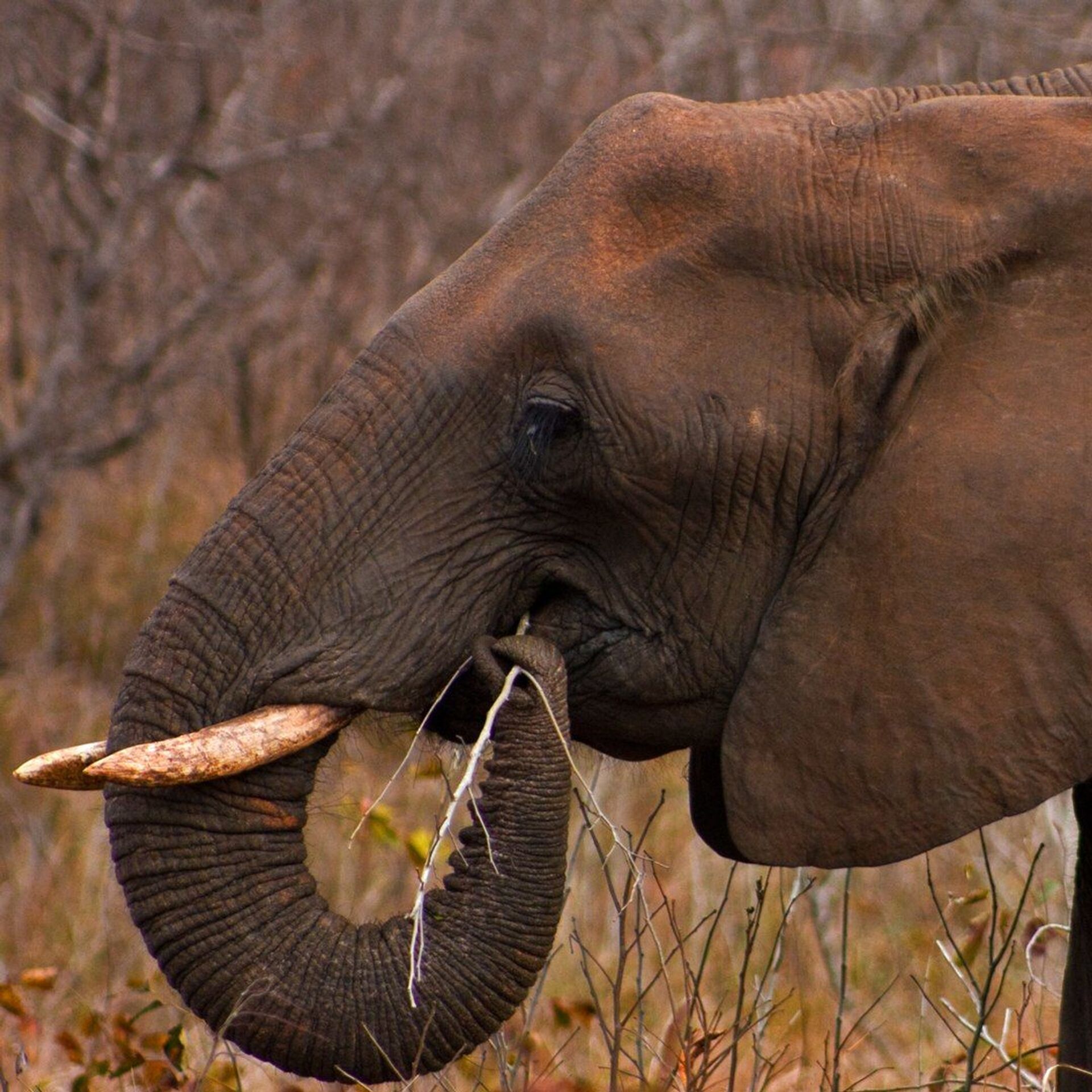 Слоновые уши. Хоботные Африканский слон. Отряды млекопитающих хоботные. Хоботные (млекопитающие) хоботные. Отряд хоботные что такое хобот.