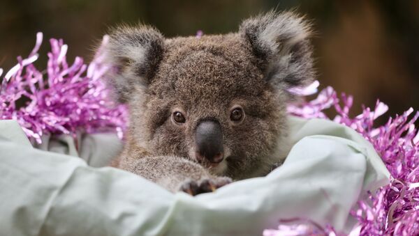 صغير الكوالا في حديقة أسترالية - سبوتنيك عربي