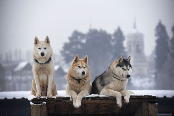 كلاب الهاسكي في قرية روزسكايا ألاسكا في منطقة موسكو. - سبوتنيك عربي