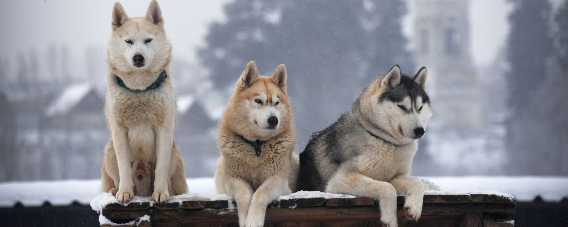 كلاب الهاسكي في قرية روزسكايا ألاسكا في منطقة موسكو. - سبوتنيك عربي, 1920, 25.06.2022