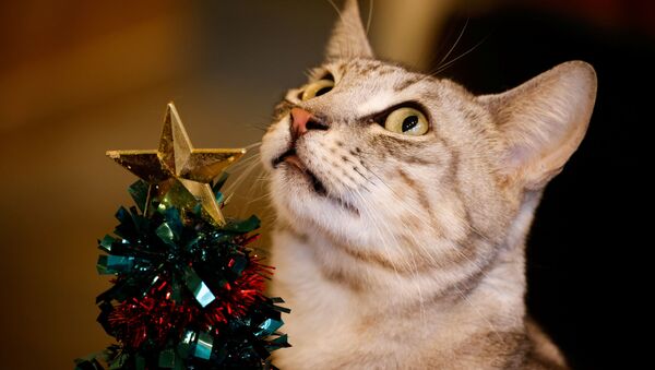 قط بالقرب من شجرة عيد الميلاد - سبوتنيك عربي