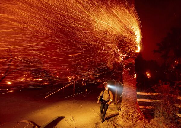 رجل إطفاء يمر بشجرة محترقة أثناء حريق بوند في مجتمع سيلفرادو في مقاطعة أورانج، كاليفورنيا، الولايات المتحدة 3 ديسمبر 2020 - سبوتنيك عربي