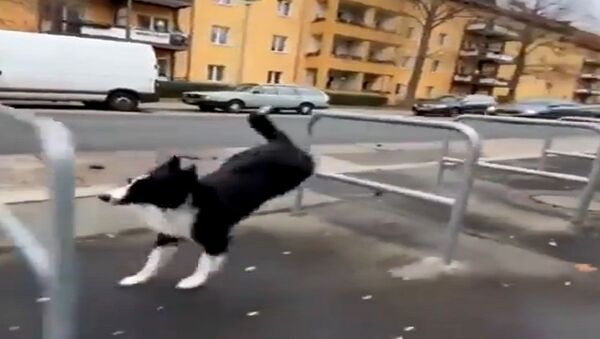 كلب رشيق يجتاز الحواجز - سبوتنيك عربي