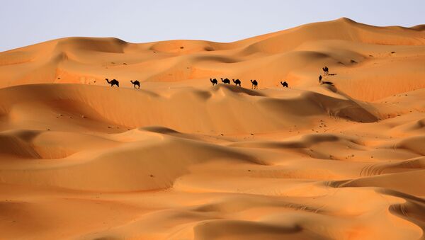 جمال في صحراء ليوا، على بعد حوالي 250 كيلومترا غرب إمارة أبو ظبي الخليجية، 9 يناير 2021 - سبوتنيك عربي