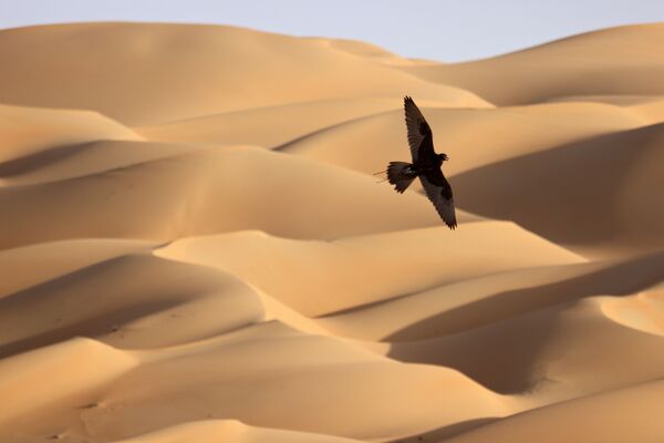 تدريب الصقور في صحراء ليوا، على بعد حوالي 250 كيلومترا غرب إمارة أبو ظبي الخليجية، 9 يناير 2021 - سبوتنيك عربي