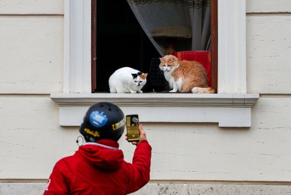 رجل يلتقط صورة لقطط جالسة على نافذة في روما، إيطاليا 11 يناير 2021 - سبوتنيك عربي
