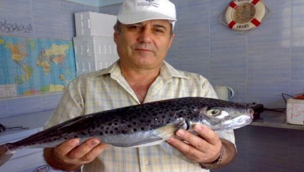 الأسماك السامة تغزو الشواطئ السورية - سبوتنيك عربي