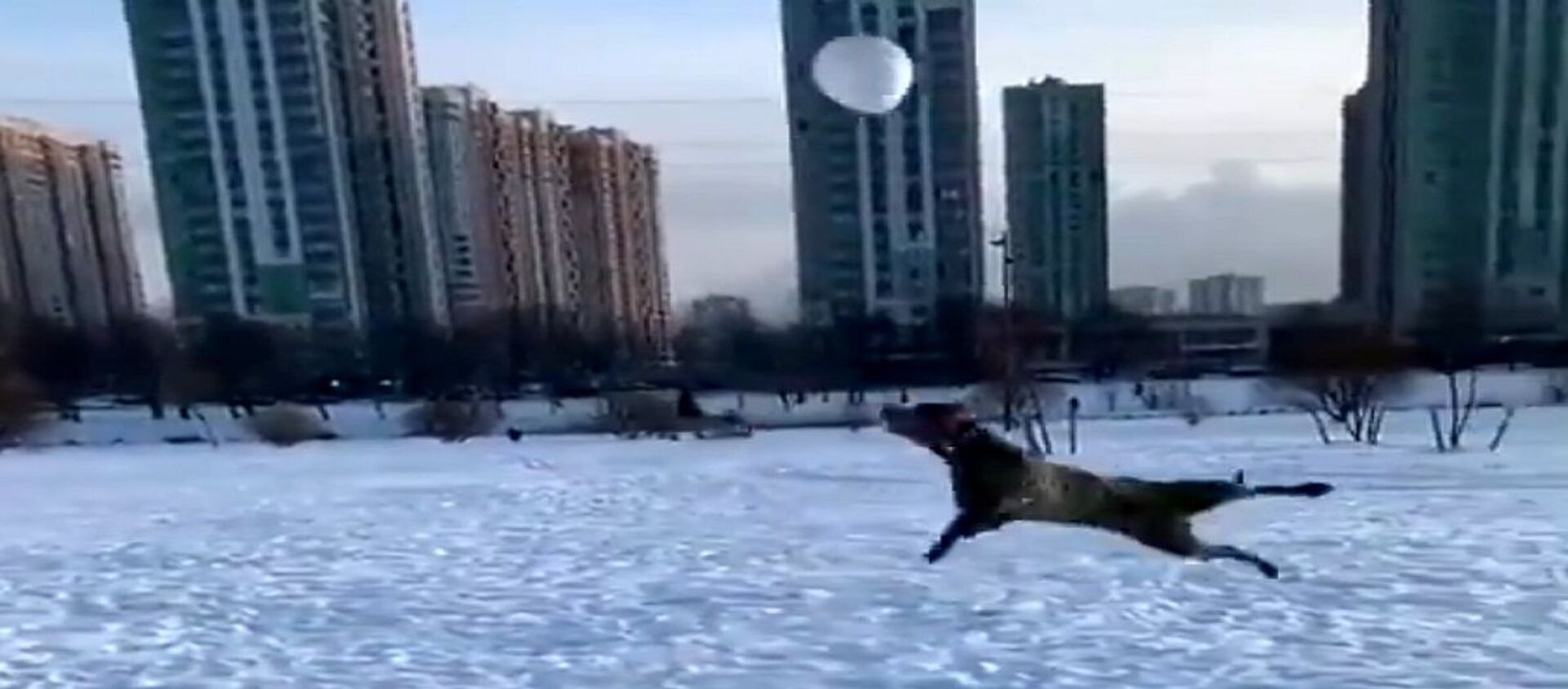 كلب يمارس الرياضة فوق الثلوج - سبوتنيك عربي, 1920, 24.01.2021
