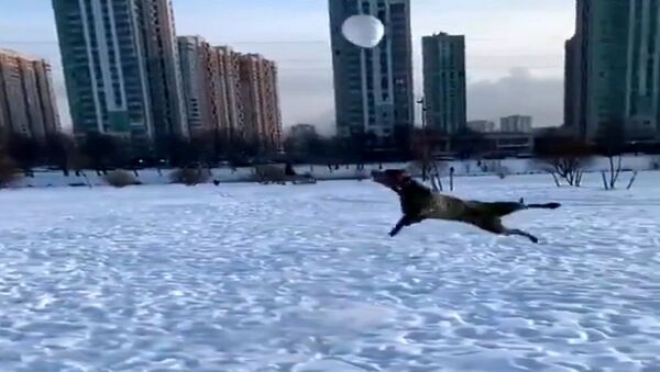 كلب يمارس الرياضة فوق الثلوج - سبوتنيك عربي