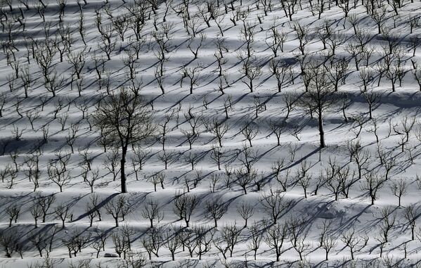 الحقول الزراعية  مغطاة في منطقة تنورين التحتا في الجبال اللبنانية، لبنان 22 يناير2021 - سبوتنيك عربي