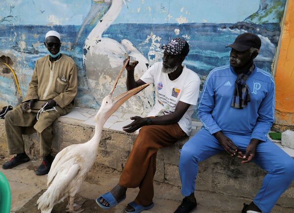 رجل يجلس بجوار بجعة مع استمرار انتشار فيروس كورونا (كوفيد-19)  في حي واكام، داكار، السنغال، 22 يناير 2021 - سبوتنيك عربي