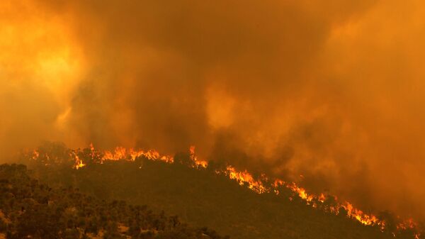 اشتعال حرائق الغابات في أستراليا 1 فبراير 2021 - سبوتنيك عربي