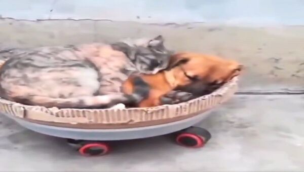 قطة وكلب في مشهد نادر - سبوتنيك عربي