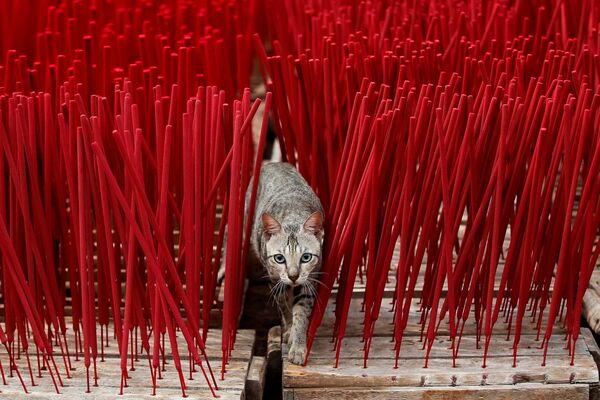 قطة بين أعواد البخور التي تجف داخل المصنع، قبل السنة القمرية الصينية الجديدة، في تانجيرانج، في ضواحي جاكرتا، إندونيسيا، 10 فبراير 2021 - سبوتنيك عربي