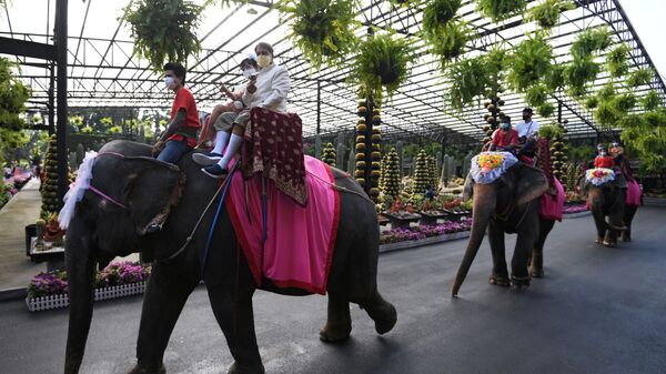 زفاف جماعي على ظهور الأفيال في تايلاند بمناسبة عيد الحب - سبوتنيك عربي