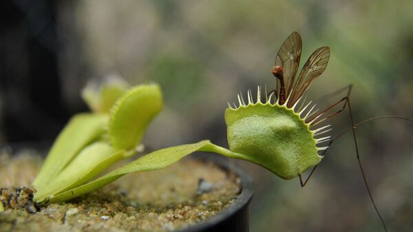 نبتة صائدة الذباب فينوس (Dionaea muscipula) - سبوتنيك عربي