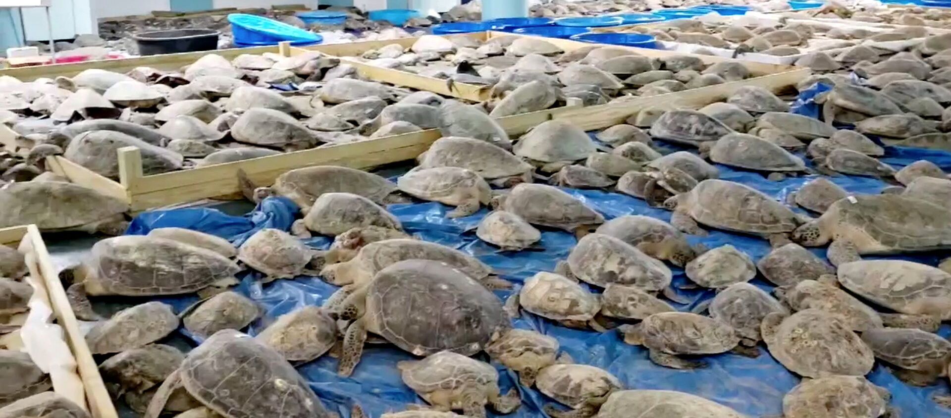 تكساس.. إنقاذ الآلاف من السلاحف البحرية - سبوتنيك عربي, 1920, 18.02.2021