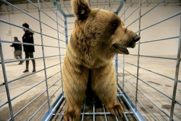 نشطاء حقوق الحيوان الأكراد يستعدون لإطلاق الدببة في البرية بعد إنقاذ الدببة من الأسر في منازل الناس في دهوك، العراق، 11 فبراير 2021. - سبوتنيك عربي
