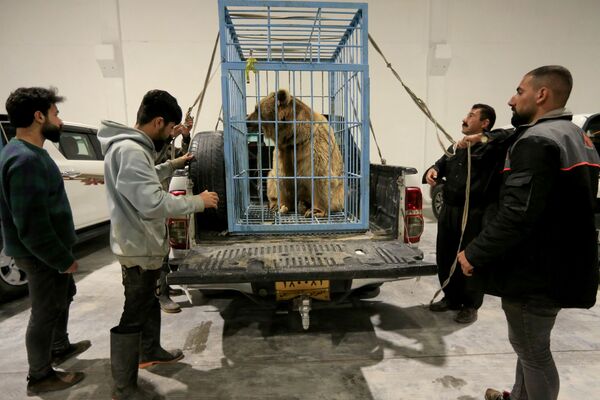 نشطاء حقوق الحيوان الأكراد يستعدون لإطلاق الدببة في البرية بعد إنقاذ الدببة من الأسر في منازل الناس في دهوك، العراق، 11 فبراير 2021. - سبوتنيك عربي