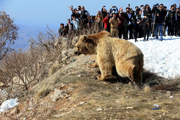 مواطنون وصحفيون يشاهدون اطلاق نشطاء حقوق الحيوان الأكراد لدب في البرية بعد إنقاذ الدببة من الأسر في منازل الناس في دهوك، العراق، 11 فبراير 2021. - سبوتنيك عربي