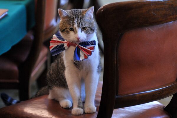 القط لاري يرتدي ربطة عنق بألوان علم بريطانيا يجلس على كرسي في مكتب 10 داونينغ ستريت، بمناسبة الاحتفالات قبيل الزفاف الملكي الأمير البريطاني ويليام وكيت ميدلتون، إنجلترا 28 أبريل 2011 - سبوتنيك عربي