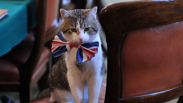 القط لاري يرتدي ربطة عنق بألوان علم بريطانيا يجلس على كرسي في مكتب 10 داونينغ ستريت، بمناسبة الاحتفالات قبيل الزفاف الملكي الأمير البريطاني ويليام وكيت ميدلتون، إنجلترا 28 أبريل 2011 - سبوتنيك عربي