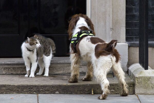  القط لاري في وجها لوجه مع كلب بايلي التابع للشرطة البريطانية، أثناء التفتيش الأمني عند المدخل لإإلى مقر رئيس الوزراء البريطاني في 10 داونينغ ستريت، 30 مارس 2015 - سبوتنيك عربي