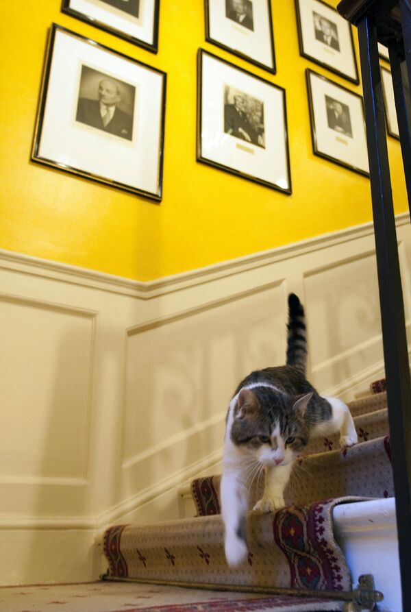 القط لاري ينزل من على السلم في منزل إقامة رئيس الوزراء البريطاني في 10 داونينغ ستريت في لندن، المملكة المتحدة 15 فبراير2021 - سبوتنيك عربي