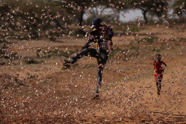 رجل يحاول مطاردة سرب من الجراد الصحراوي في نايبيريري، بالقرب من بلدة روموروتو، كينيا،22  فبراير2021 - سبوتنيك عربي