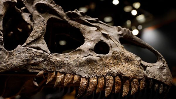 هيكل عظمي لفك ورأس ألوسوروس  من الديناصورات معروض في باريس  - سبوتنيك عربي