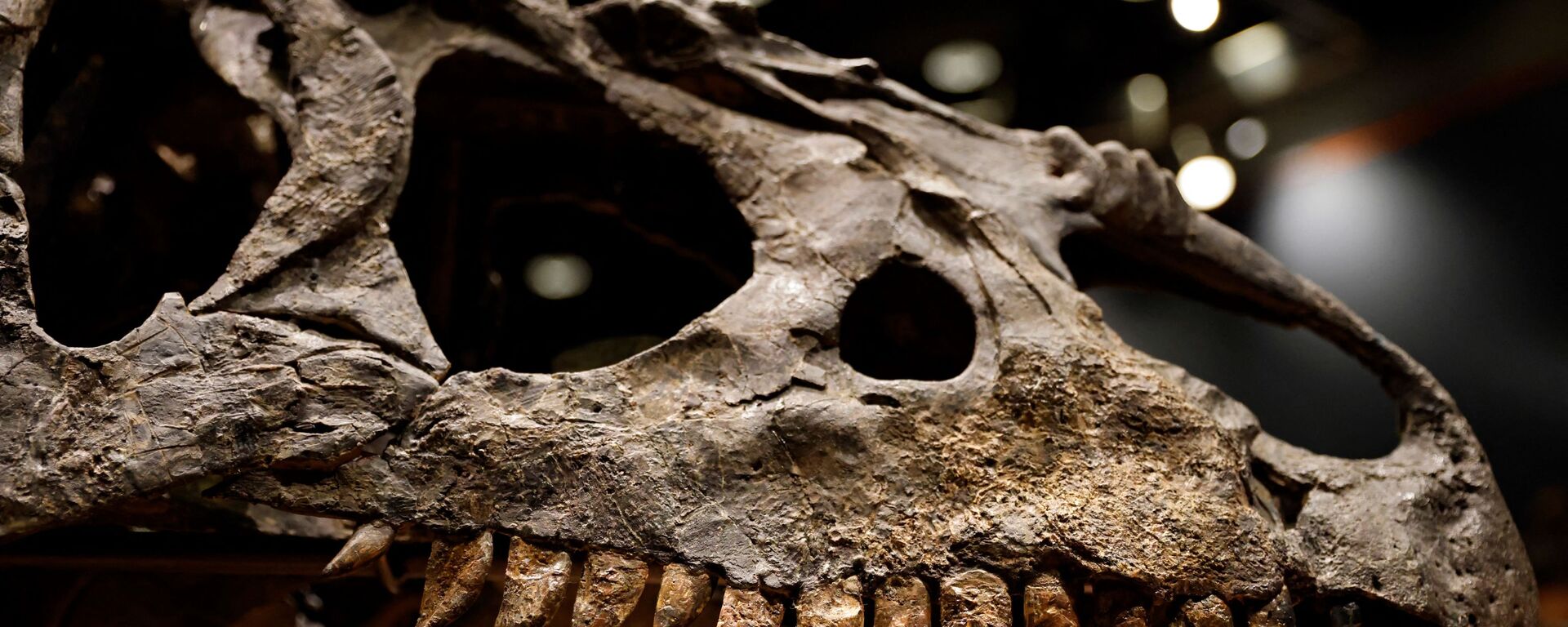 هيكل عظمي لفك ورأس ألوسوروس  من الديناصورات معروض في باريس  - سبوتنيك عربي, 1920, 03.03.2021