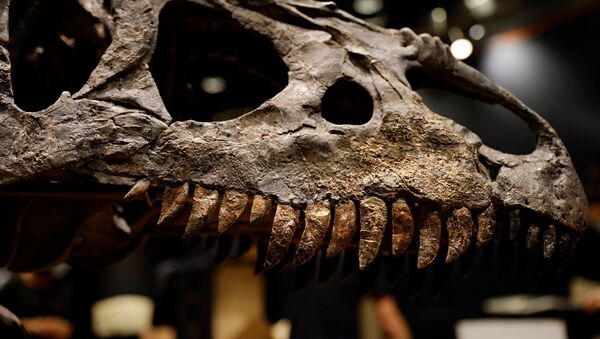 هيكل عظمي لفك ورأس ألوسوروس  من الديناصورات معروض في باريس  - سبوتنيك عربي