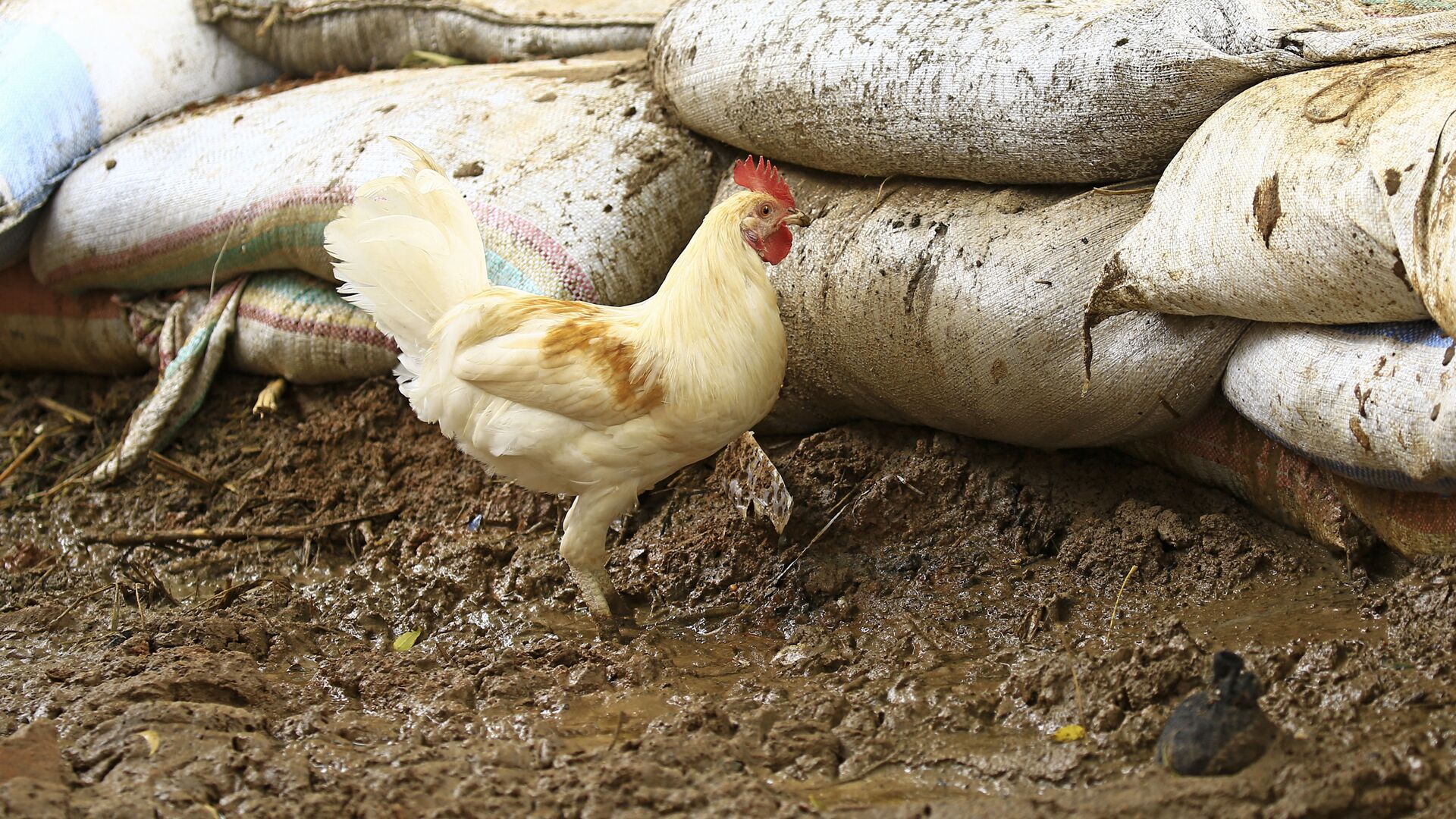 دجاجة في حديقة منزل - سبوتنيك عربي, 1920, 11.03.2021
