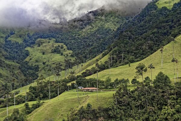 محمية طبيعية في وادي كوكورا في كولومبيا - سبوتنيك عربي