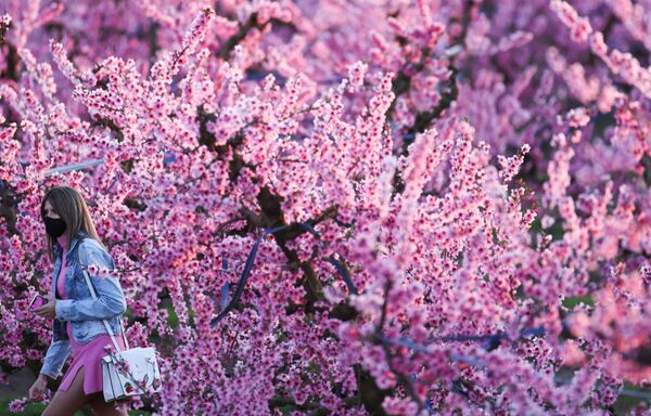إزهار شجر الدراق في إيتونا، في المحافظة الكتالونية لاردة، إسبانيا 13 مارس 2021 - سبوتنيك عربي