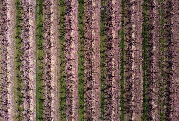 صورة جوية لإزهار شجر الدراق في إيتونا، في المحافظة الكتالونية لاردة، إسبانيا 13 مارس 2021 - سبوتنيك عربي