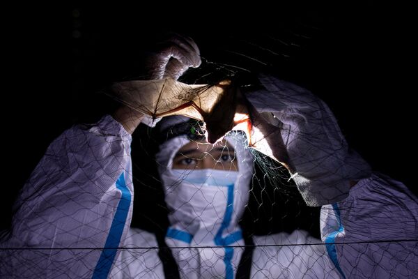 كيرك تاراي، أخصائي بيئة الخفافيش، يفك أسر خفاش علق في شبكة ضباب أقيمت أمام مبنى به خفاش في جامعة الفلبين لوس بانوس (UPLB) في لوس بانوس، مقاطعة لاغونا، الفلبين، 19 فبراير 2021 - سبوتنيك عربي
