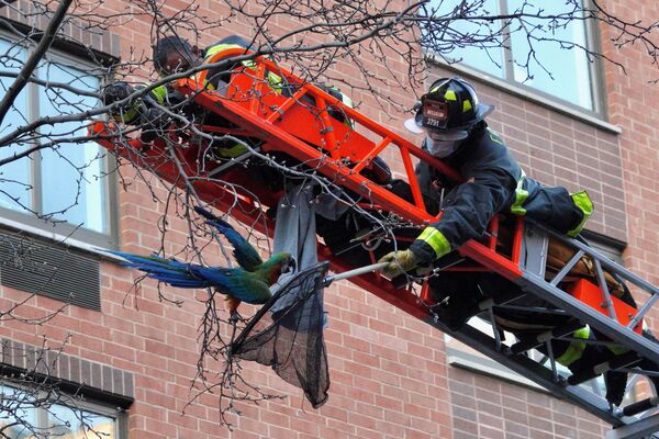رجال الإطفاء في نيويورك يقومون بعملية إنفقاذ طائر الببغاء يدعى دايلان، الذي علق بين أغصان شجرة في مانهاتن، نيويورك، 22 مارس 2021 - سبوتنيك عربي