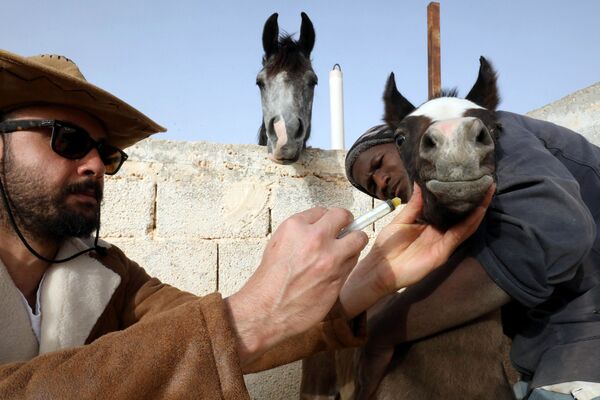 مربي ومدرب ليبي للخيول العربية الأصيلة، عبد السلام الورفلي، يعتني بأحد خيوله في إسطبله في مدينة بنغازي، شرق ليبيا 22 مارس 2021 - سبوتنيك عربي